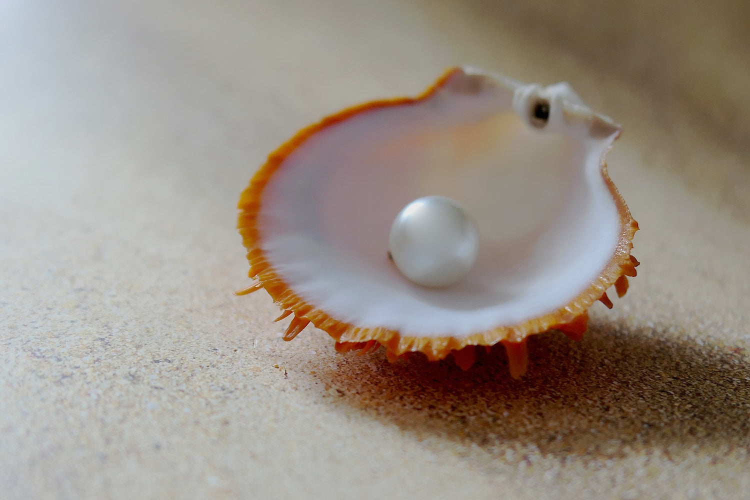 Shell-Pearl Collection